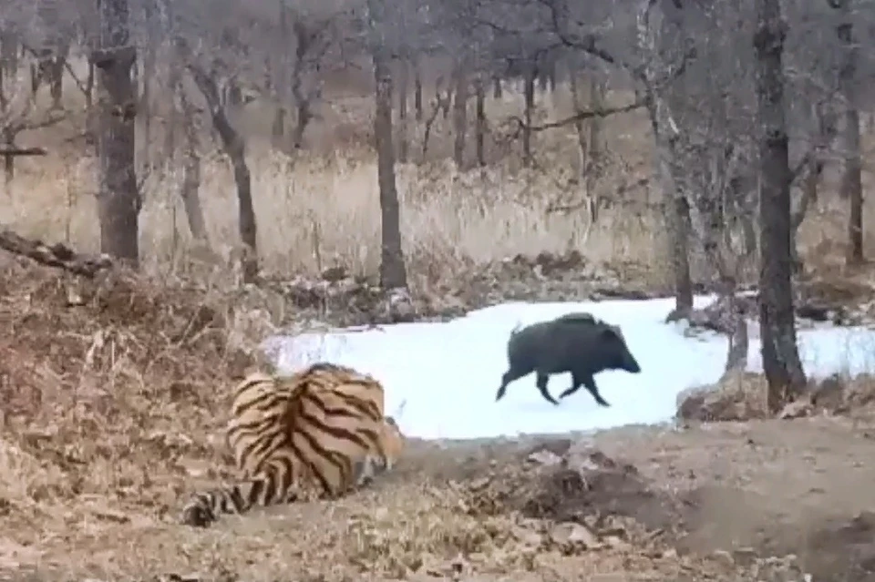 Куда побежал? Фото: принтскрин с видео