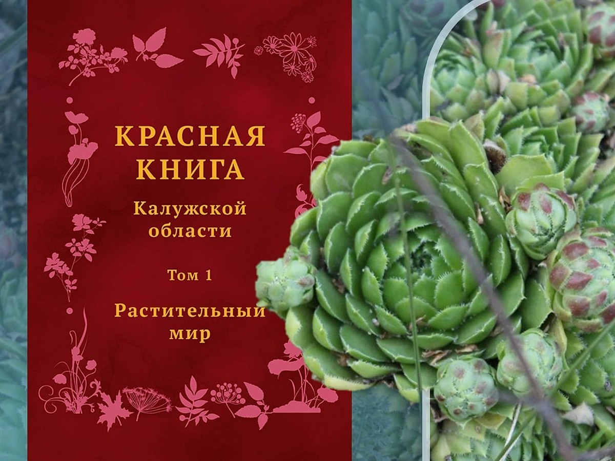 Красная книга калужской области презентация