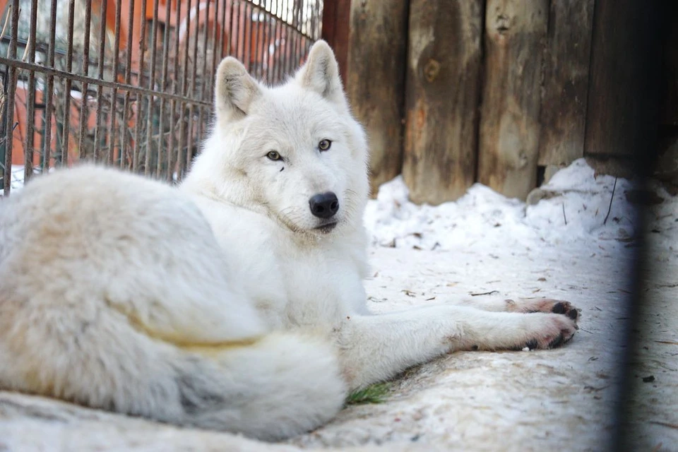 Новосибирский зоопарк продал полярных волков в Арабские Эмираты за 5 тысяч евро.