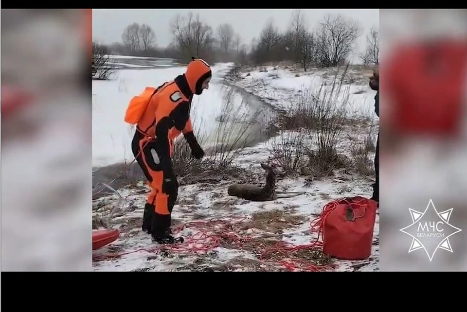Сотрудники МЧС спасли косули из реки под Гомелем. Фото: стоп-кадр | видео МЧС.