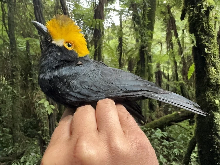 Ученые показали фото редкой птицы, которая счилась вымершей почти 20 лет