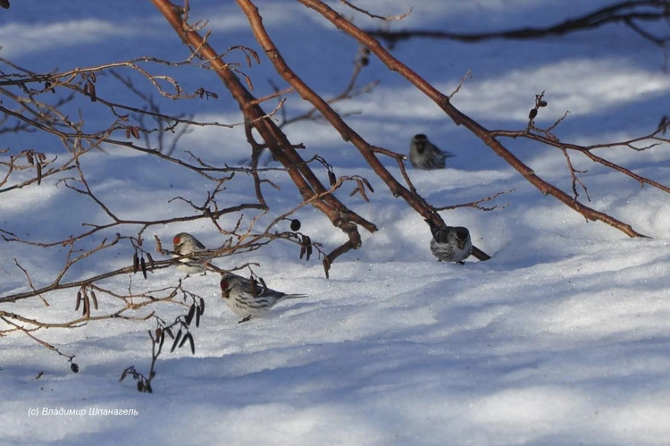 Мороз стоит, но солнце уже пригревает: как в Оренбургском заповеднике меняются погода и поведение животных
