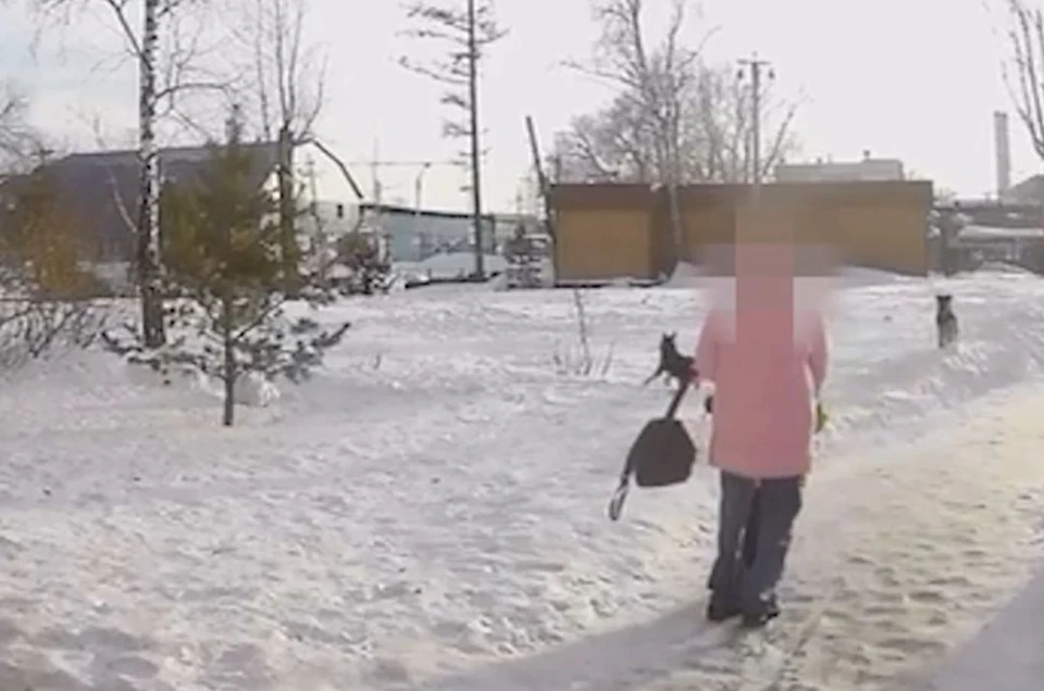 В Новосибирске на детей напала стая бродячих собак - им пришлось убегать. Фото: стоп-кадр из видео
