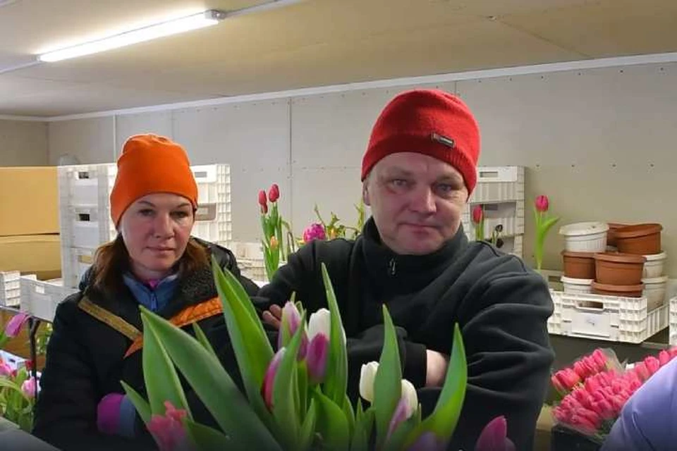 Супружеская пара из Братска вырастила 30 тысяч тюльпанов к 8 марта. Фото: администрация Братска