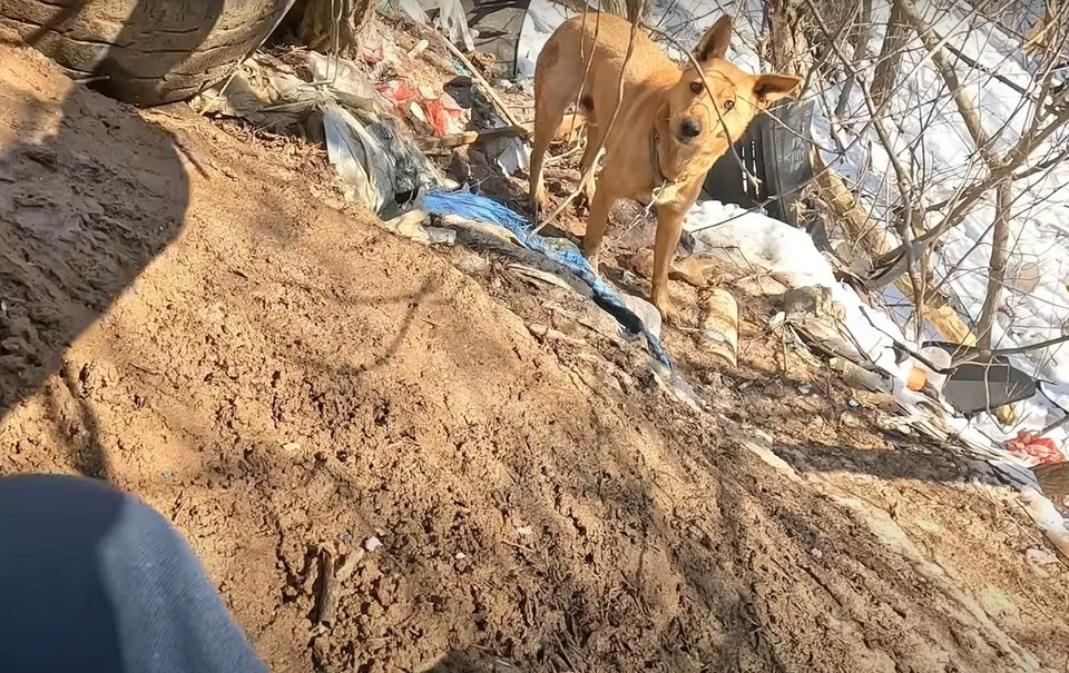 Собака трое суток провела в овраге, запутавшись в цепи. Фото: скрин с видео "Зооцентр Дино"