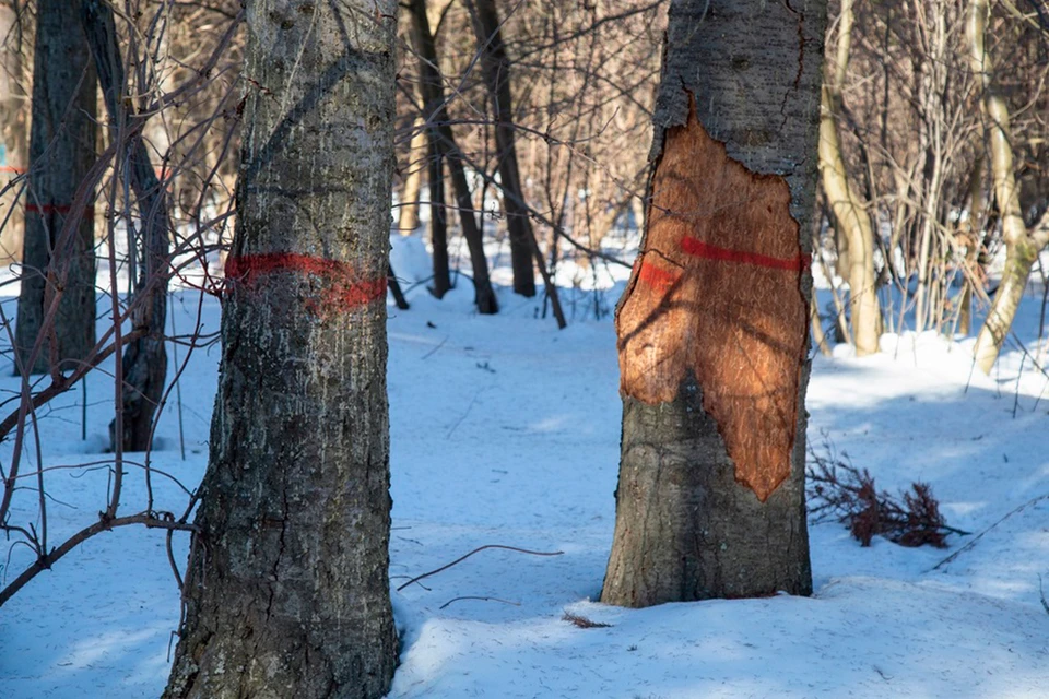 В Ижевске много деревьев, зараженных опасным вредителем. Фото: Администрация Ижевска