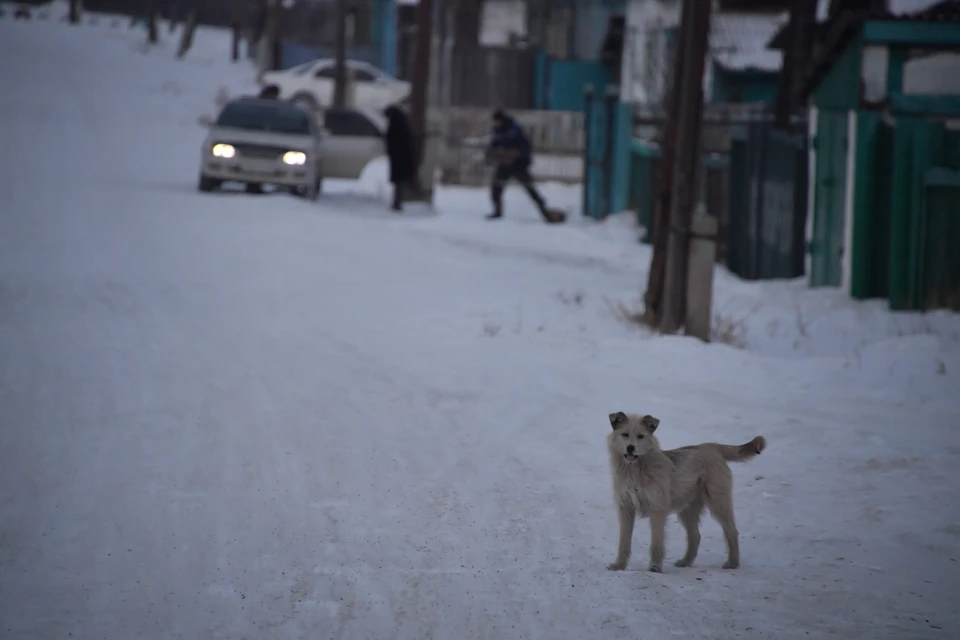 В Кузбасса бездомная собака напала на несовершеннолетнего.