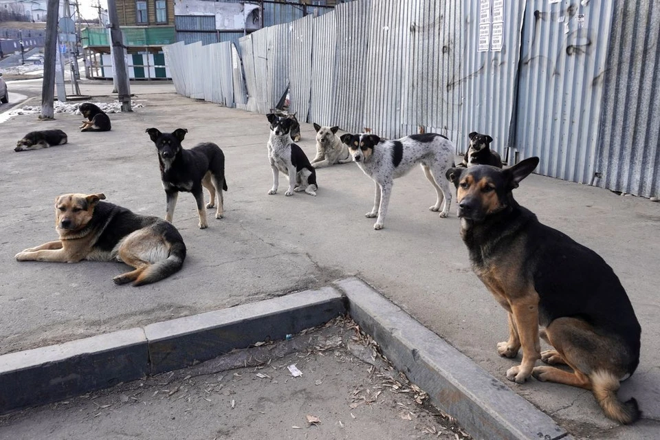 В Калининском районе жители новостройки пострадали от бродячих собак.