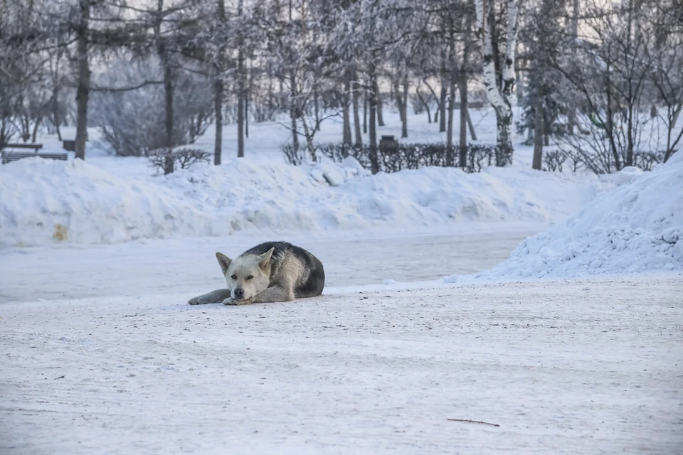 В Красноярском крае бездомные псы оставили без скота небольшое село