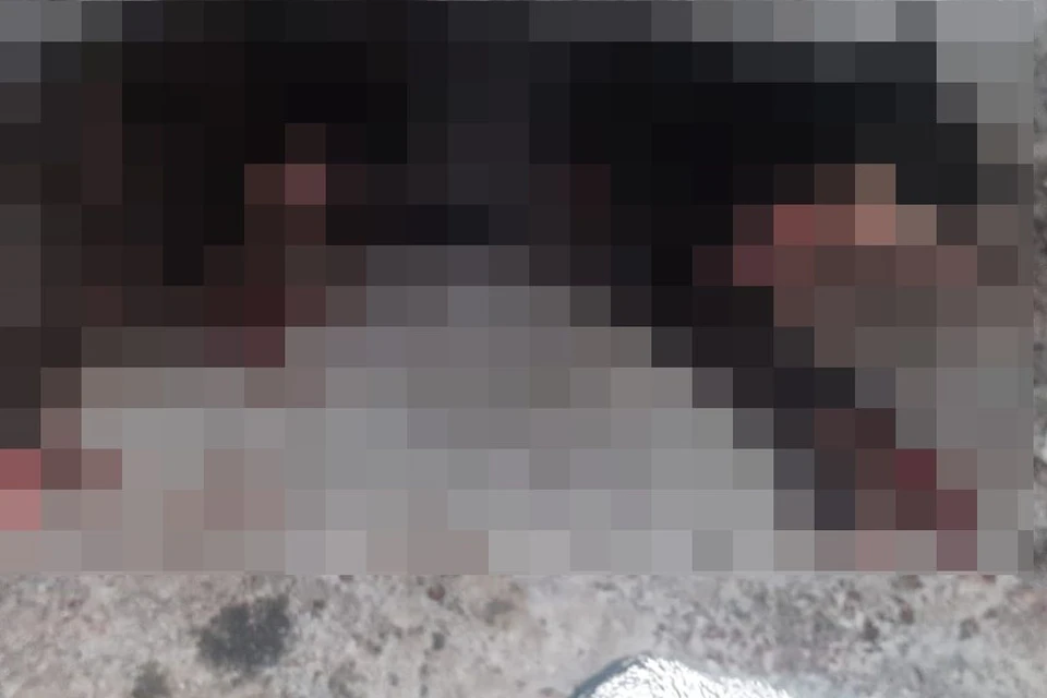 Собаку убили на улице Объединения. Фото: предоставлено местными жителями