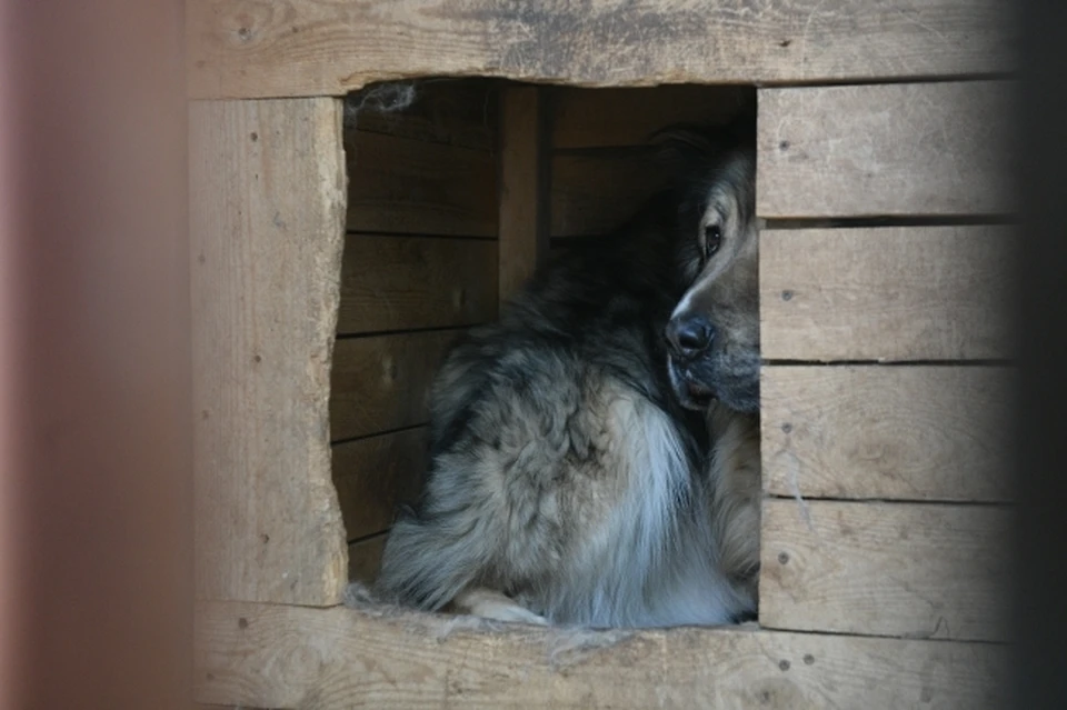 В Новороссийске организованы проверки после нападения собак на детей