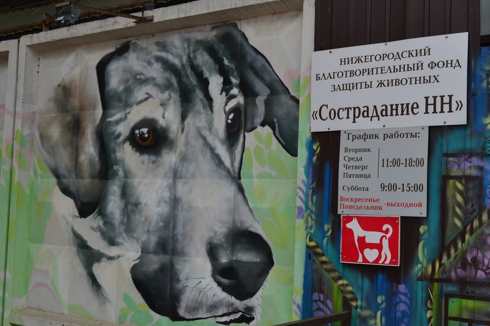 Приют «Сострадание» открылся после пожара в Нижнем Новгороде.
