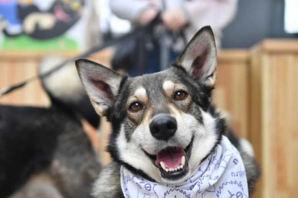 В Иркутской области ввели запрет на самовыгул собак