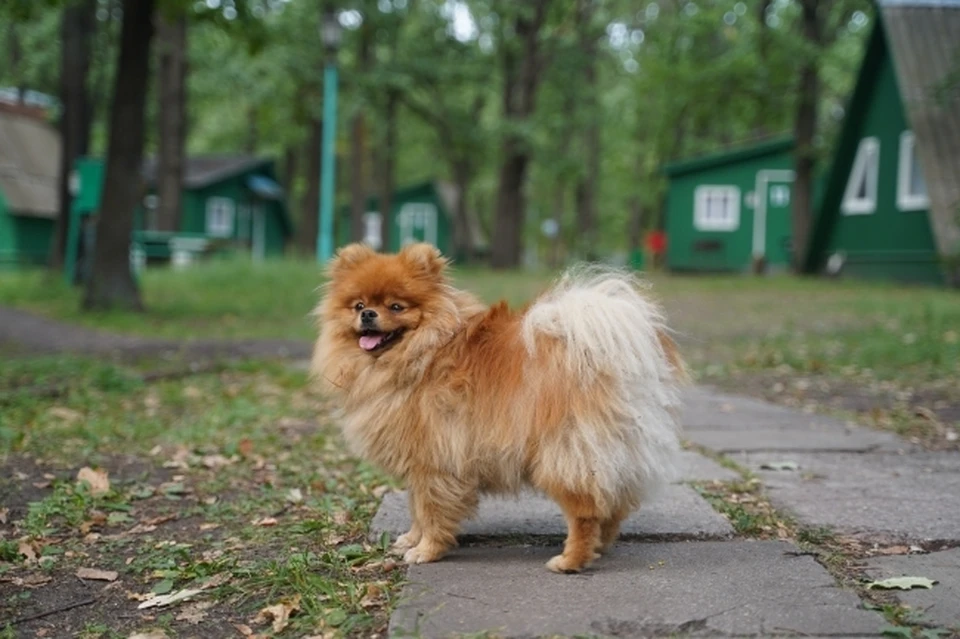 В Смоленске семейная пара не смогла мирно разделить собак при разводе