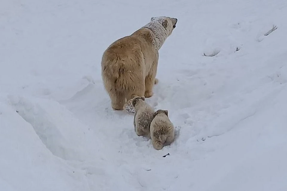 Юные медвежата изучают огромный мир Фото: телеграм-канал Айсена Николаева