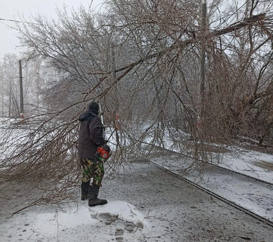 В Ульяновске аварийное дерево угрожало безопасности прохожих. ФОТО: Центр по благоустройству и озеленению Ульяновска