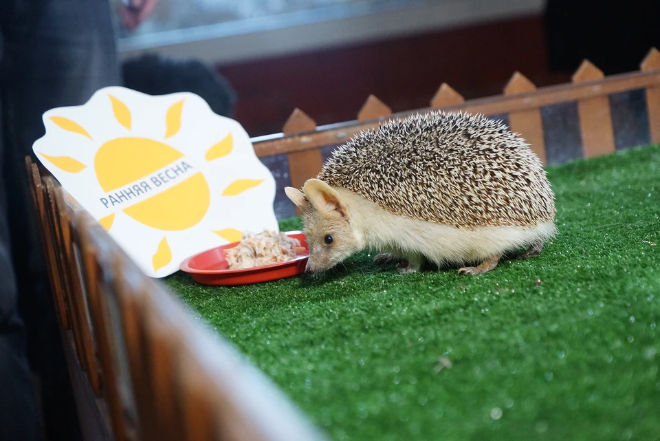Ульяновский зоопарк разместил милое видео ежей, занятых сытным завтраком