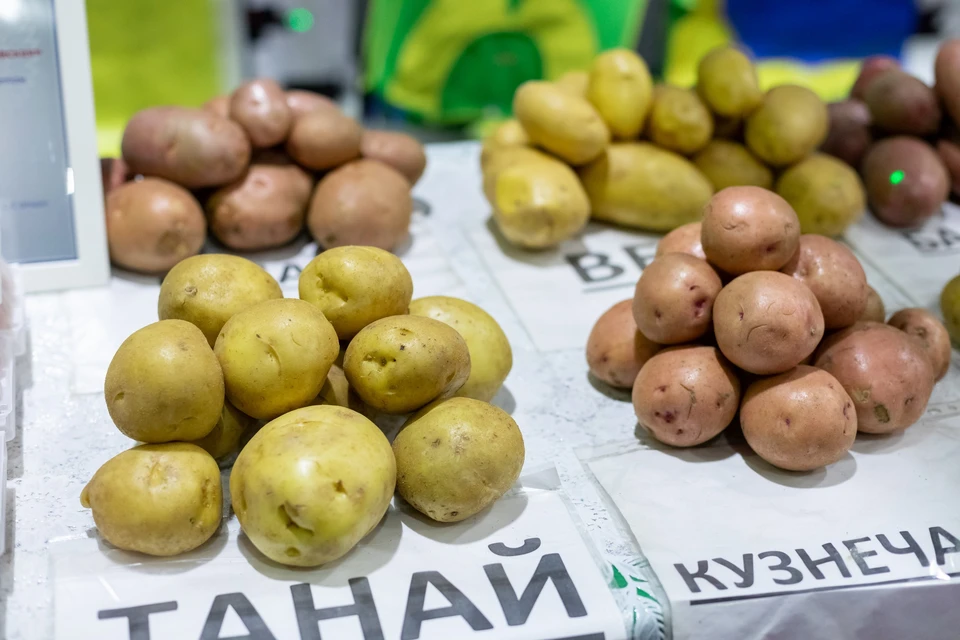 В Монголию из Красноярского края начнут поставлять семенной картофель