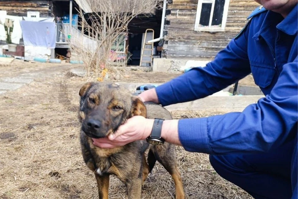 СК Приморья: ночевавшего на морозе в лесу ребенка спасла его собака