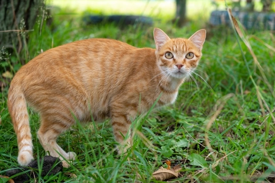 Ветеринар назвал эффективный метод защиты кошек от клещей