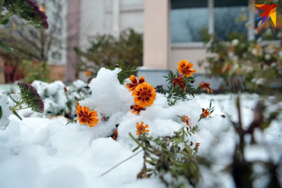 В Беларуси снег и заморозки до -3 градусов ожидаются 4 апреля. Снимок носит иллюстративный характер.