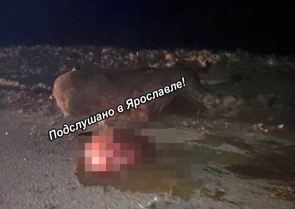 Животное скончалось от полученных травм, состояние водителя авто неизвестно. Фото: "Подслушано в Ярославле"