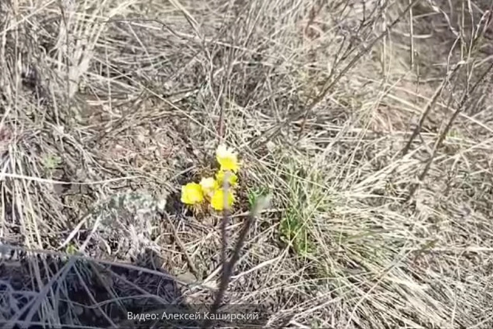 В прошлом году он зацвел 24 марта, а в этом – 5 апреля. Фото: скриншот видео Алексей Каширский