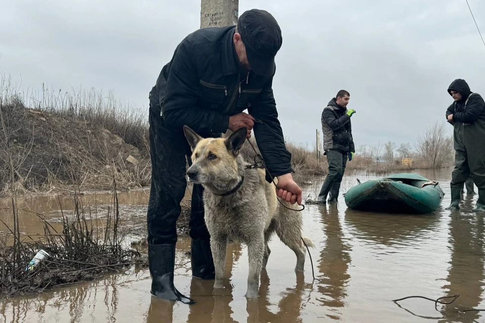 в ЖК «Дубовый плес» потребовалась помощь привязанной собаке