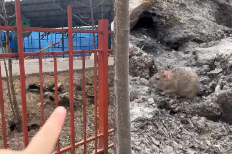 Крысы из мусорных баков стали приходить в детский сад. Фото: Предоставлено местными жителями