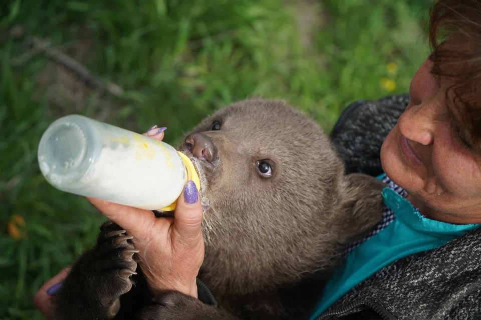В Мариупольском зоопарке подрастают два медвежонка