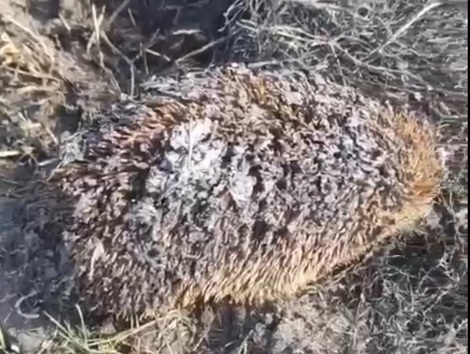 Белгородские пожарные спасли из огненной ловушки ежа.