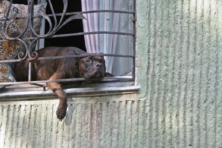 Никакой эвтаназии не будет: новый закон о животных в Хабаровском крае уберет с улиц злых собак