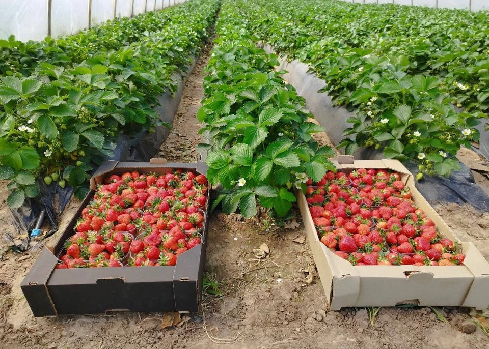 В Херсонской области стартовал сезон сбора сочной ягоды - клубники. ФОТО: администрация городского округа Новая Каховка