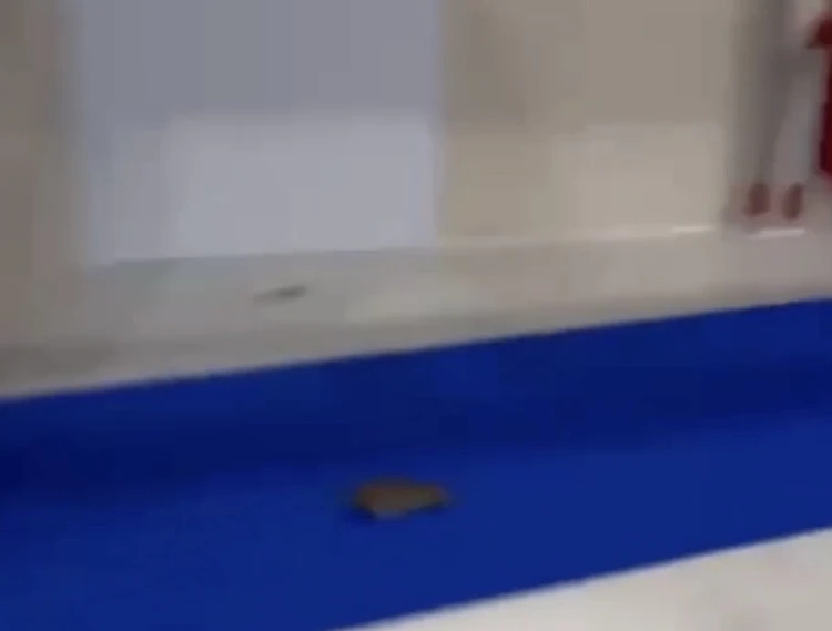 Крыса устроила заплыв в бассейне аквапарка в гостинице «Paradise Resort hotel»