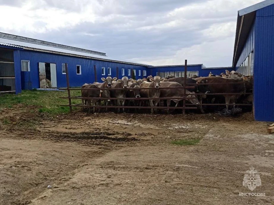 В Нижегородской области спасли 20 коров на пожаре.