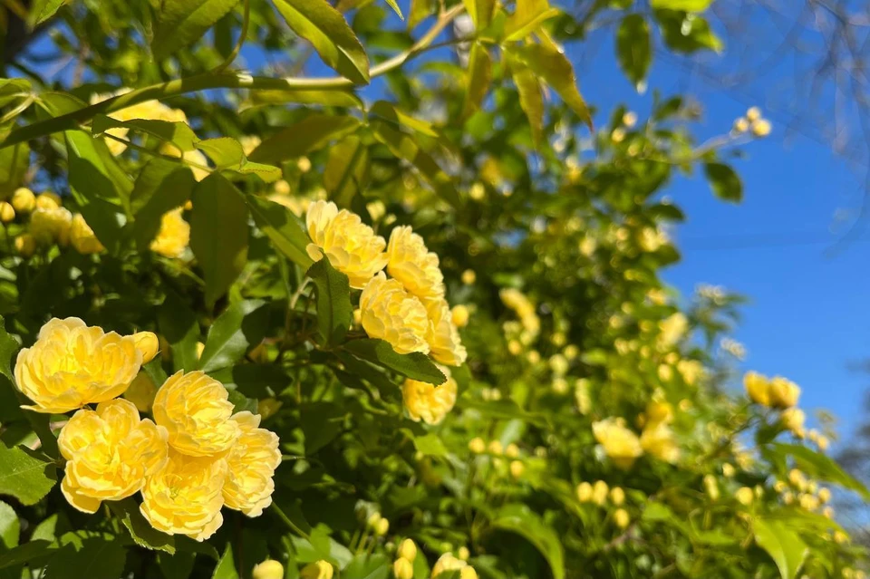 В регион наведалась летняя погода