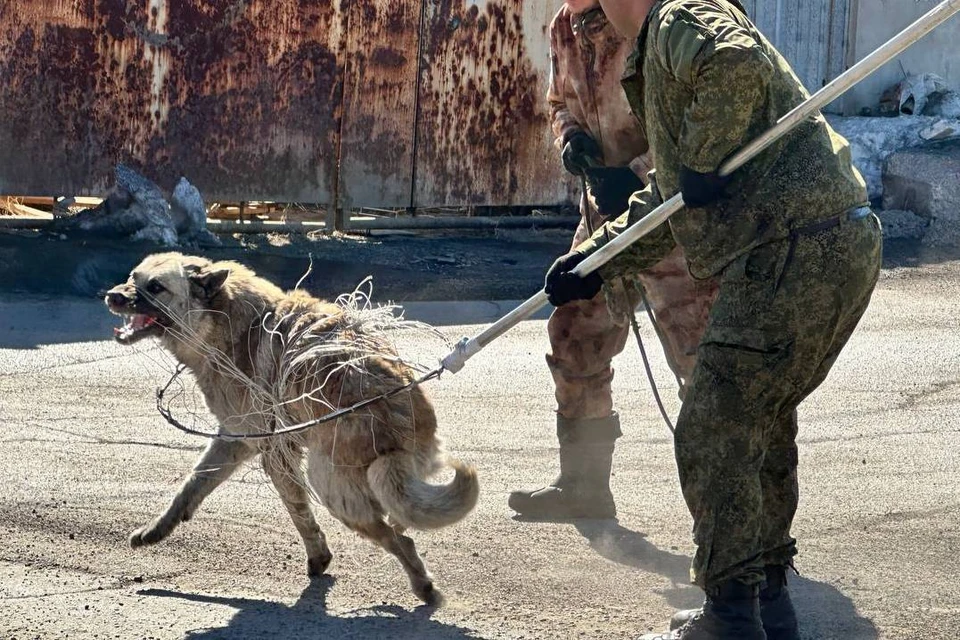 Администрация Саянска выплатила компенсацию за нападение собаки на ребенка