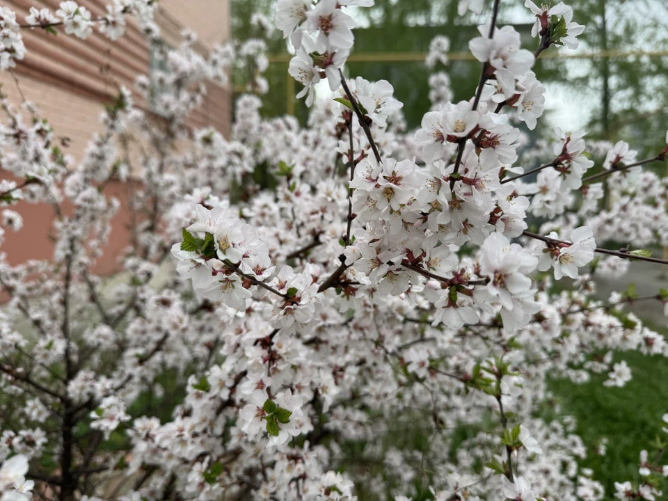 Весна в этом году радует теплыми деньками и ранним цветением деревьев. Фото автора.
