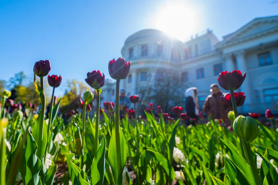 28 апреля температура воздуха в Петербурге прогреется до +15 градусов.