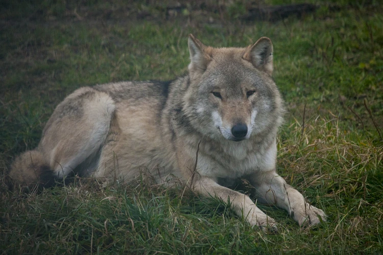 Во Владимирской области «официально прописаны» только три волка