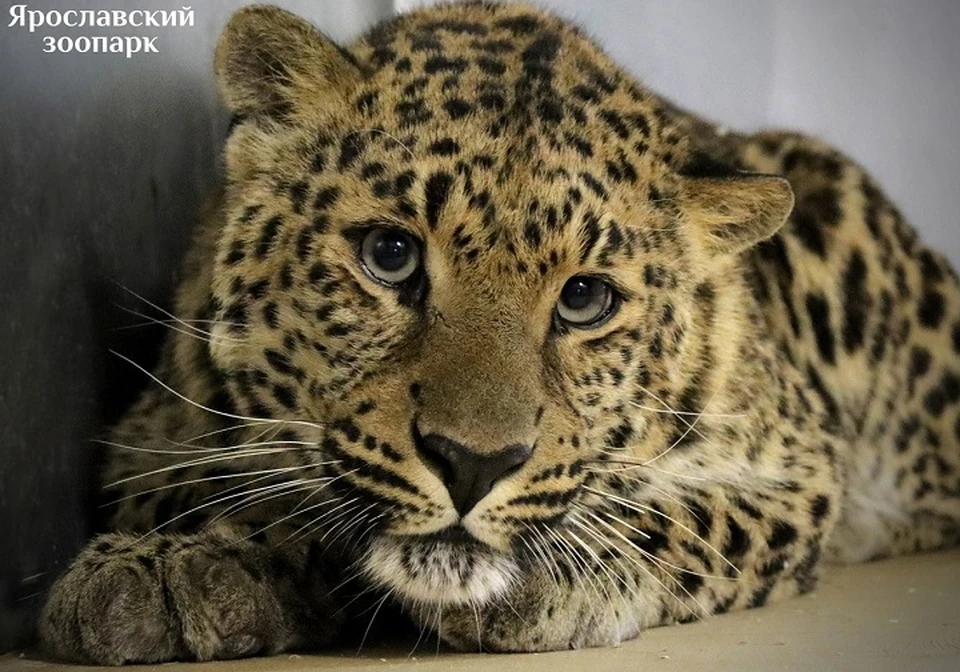 Новый обитатель Ярославского зоопарка - леопард Баунти. ФОТО: Ярославский зоопарк