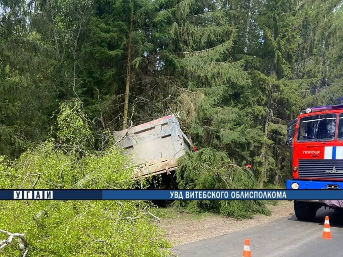 Под Полоцком водитель грузовика погиб, врезавшись в дерево - KP.RU