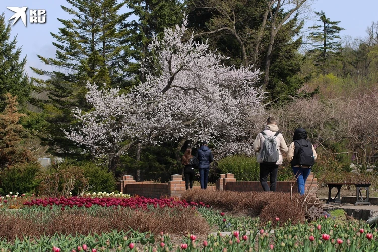 Сказочная пора: весна в Ботаническом саду Владивостока глазами «КП»