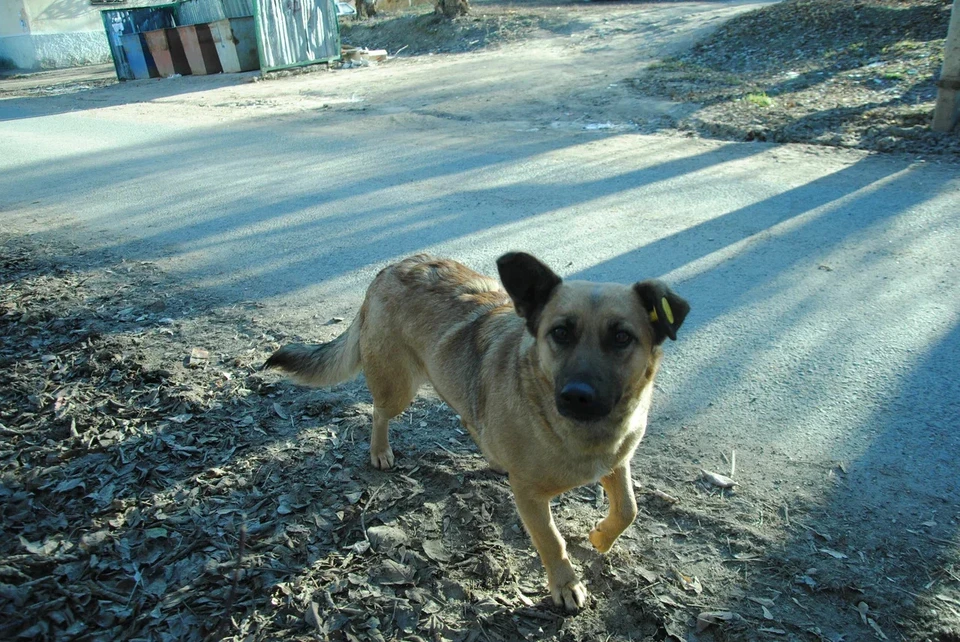 В Орске с 27 апреля по 1 мая от укусов собак пострадали 24 человека.