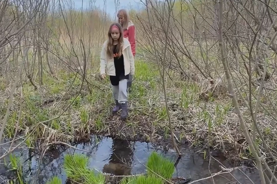 Председатель СК РФ поручил проверить информацию о выделении жительнице Ярославля участка на болоте.