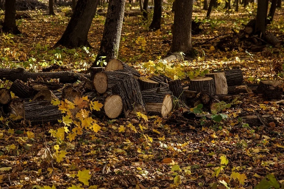 За незаконную рубку деревьев в Хабаровском крае осудили жителя Приморья