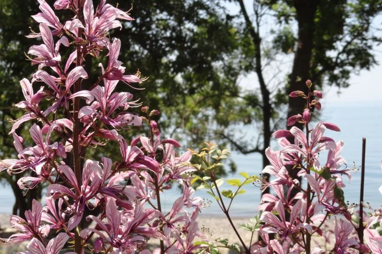 «Не подходите и не показывайте детям!»: На Кубани цветет необычайно красивое, но смертельно опасное растение