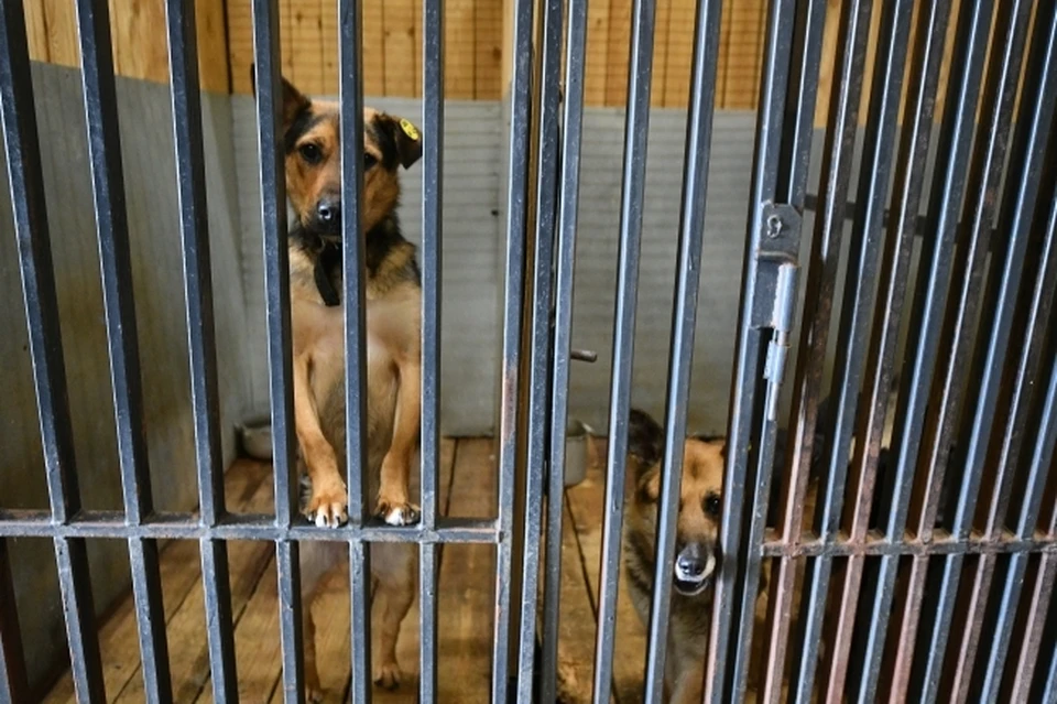 В Саратове расширят приют для собак (фото: архив КП)