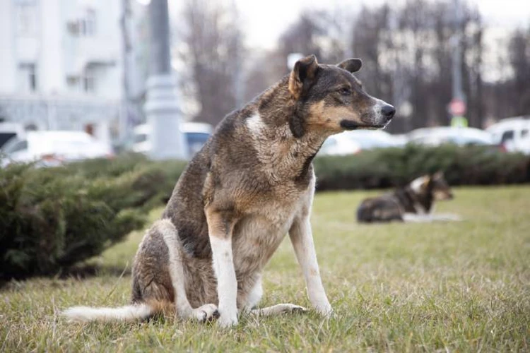 «Повесили собаку на дереве и уехали»: в полиции раскрыли подробности жестокого обращения с животным в Иркутском районе