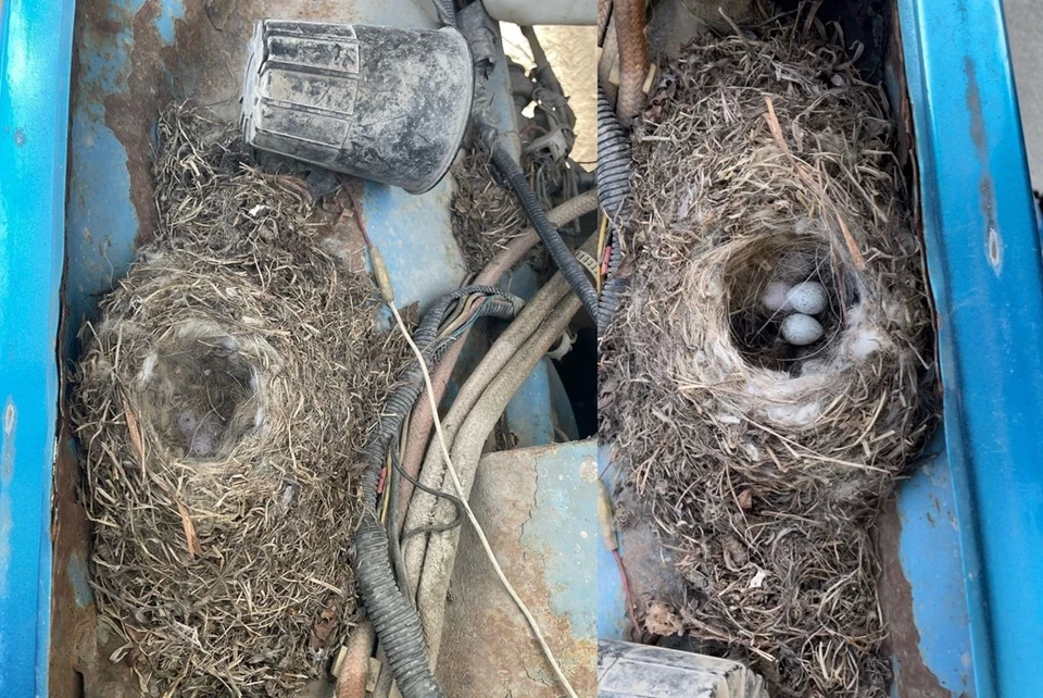 За две недели под капотом появилось гнездо, а теперь мама-птица и отложила в него яйца. Фото: Алексей КУПРИЯНОВ